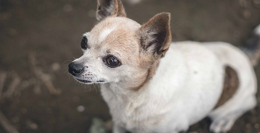 read-these-5-tips-for-ensuring-the-health-of-your-chihuahua-puppy