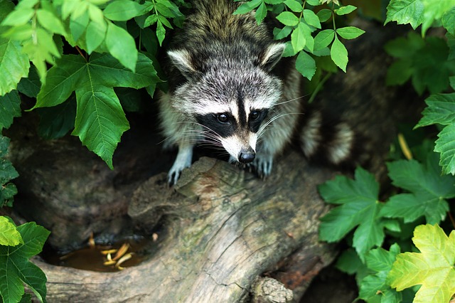 5 Reasons Why Raccoons Are So Dangerous | ArticleCube