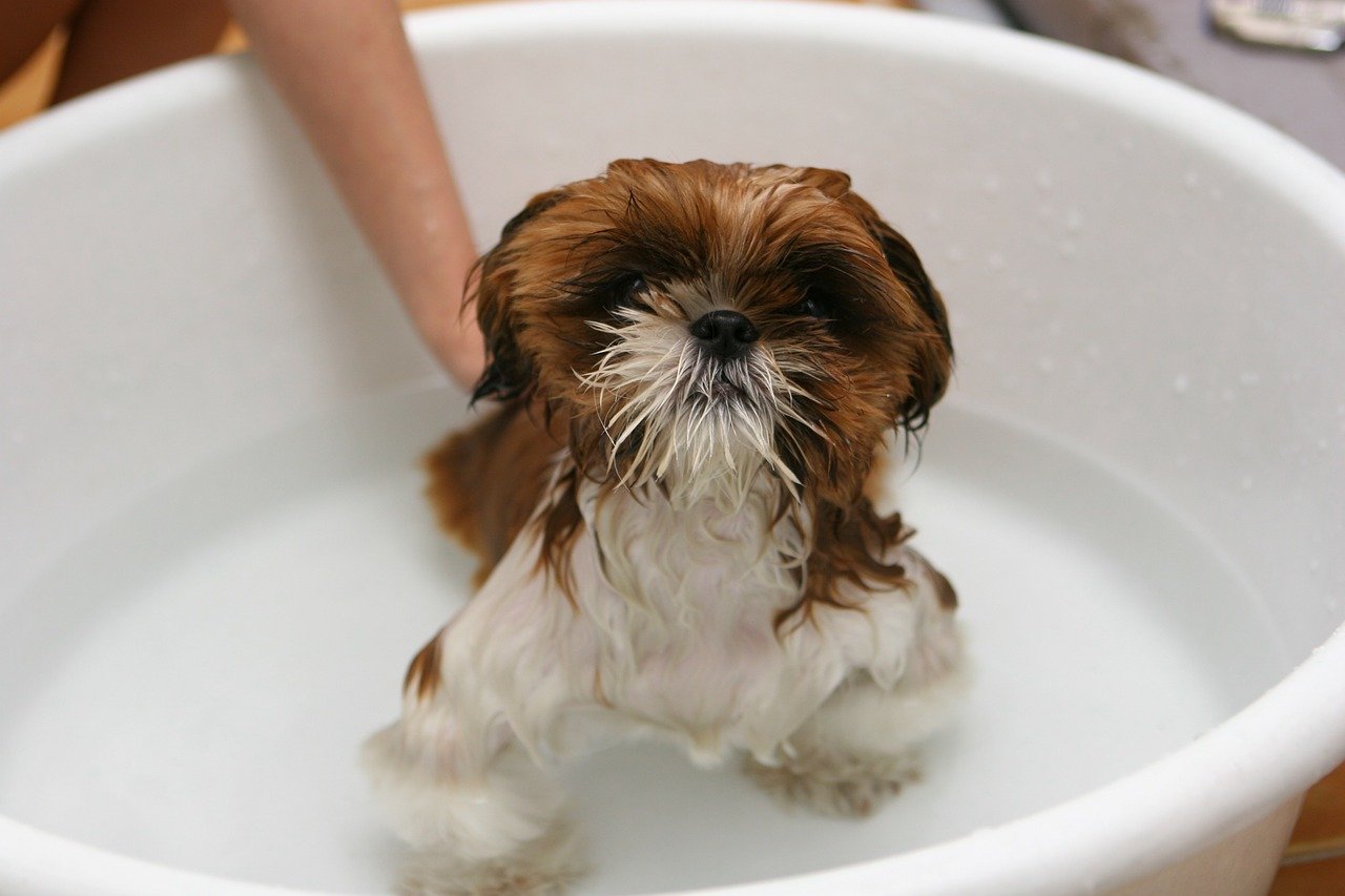 PetSmart Near Me: Basic Grooming Tips For Your Pups ...