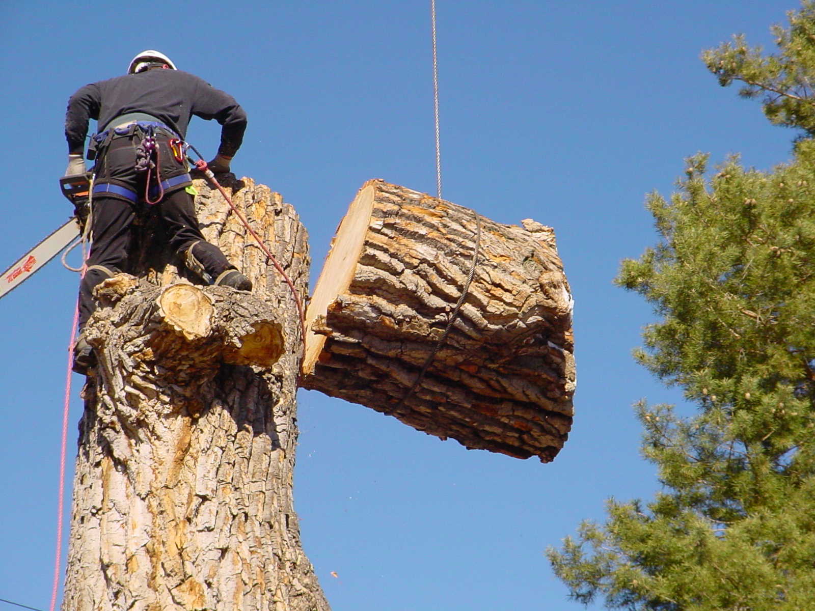 Tree Lopper Course Finding A Qualified Tree Lopper... Why's It So Hard Until Now ...