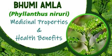 Health Benefits Of Bhumi Amla 