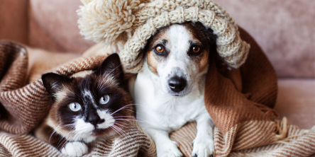 How to Take Care of Pets in Winters - Essential Winter Care Tips for Dogs and Cats