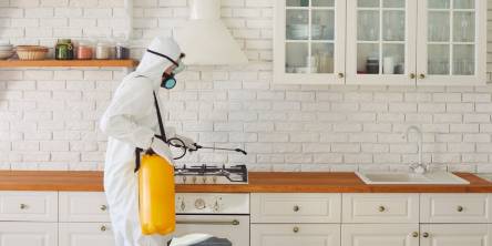 How to Identify Bed Bugs Before They Become an Infestation Bed bugs