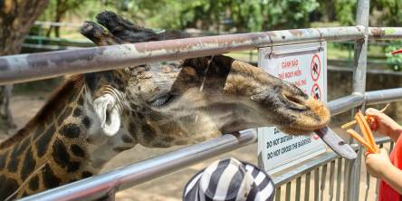 How to Save on Family-Friendly Zoo Visits with Current Promotions