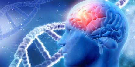 Brain Nutrients