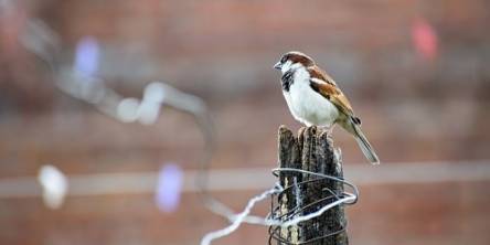bird proofing sparrow