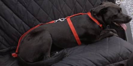 Black Dog Lying On Car Cover