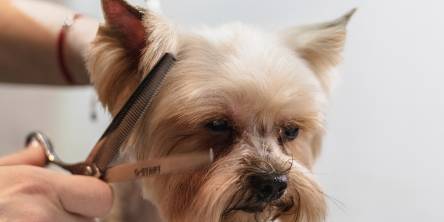 dog grooming