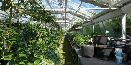 greenhouse greenhouse