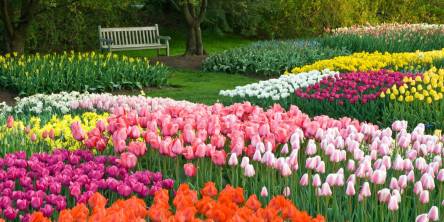 Wholesale Flower Bulbs Supply from Holland Beauty Flower and Bulb Corp.
