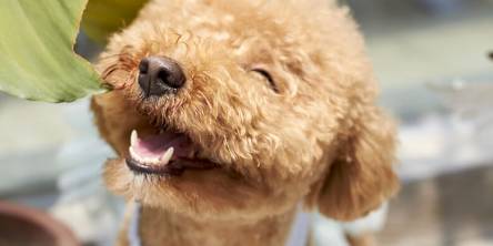 how to keep your dogs teeth healthy, tips to keep your dogs teeth healthy