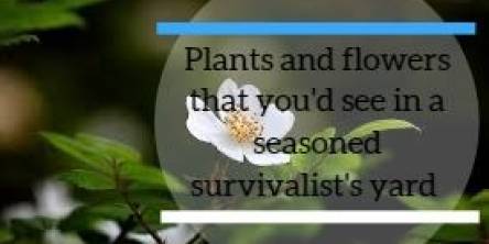 Plants and Flowers That You'd See in A Seasoned Survivalist's Yard