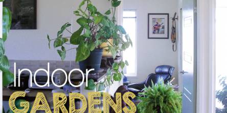 How to Décor Your Home with Indoor Plants