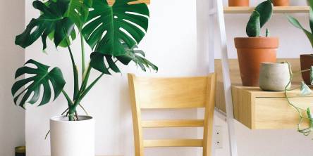 Indoor houseplant