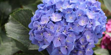 Hydrangeas