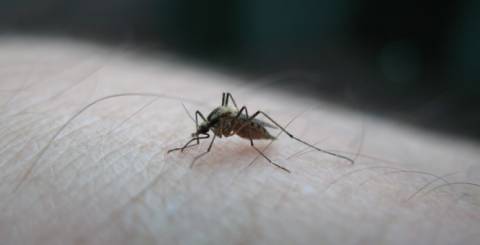 Travel Insurance and Zika Virus