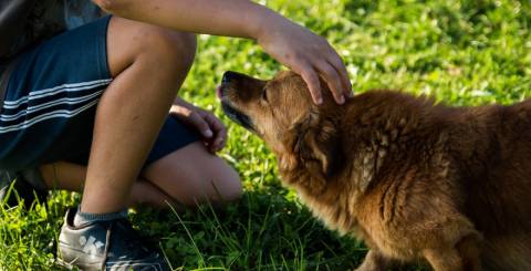 5 Things to Consider Before Getting Your First Dog dog