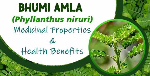 Health Benefits Of Bhumi Amla 