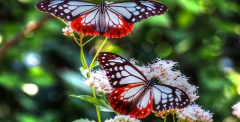 butterflies