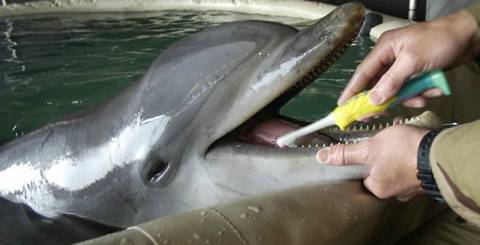 Dolfin's teeth being brushed