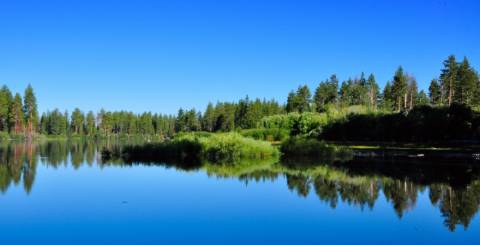liquid pond dyes pond dye