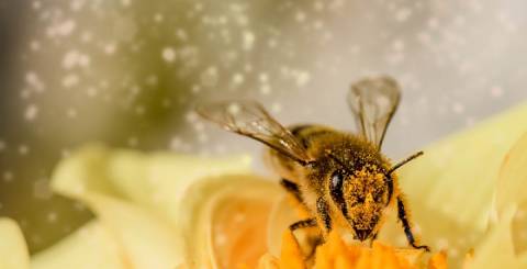 Bee Venom for Skin Care