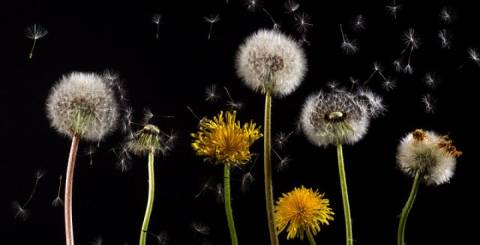 Dandelion Dandelion