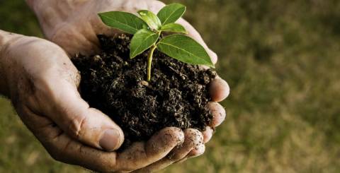 plant gardening