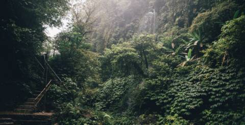 How Individual Efforts can Actually Help Save the Rainforest How Individual Efforts can Actually Help Save the Rainforest