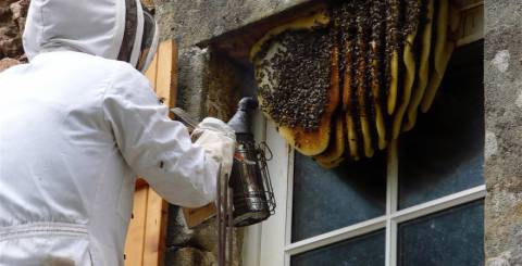 Bee Removal