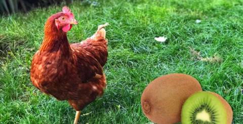 Can chickens eat kiwi