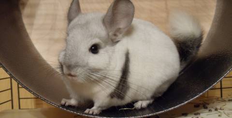 Chinchilla Wheels