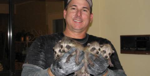 raccoon removal tampa