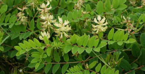 Everything You Need to Know About Astragalus