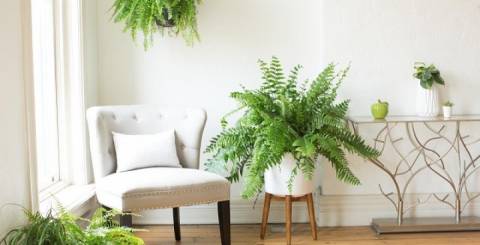 Boston Fern Care