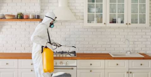 How to Identify Bed Bugs Before They Become an Infestation Bed bugs