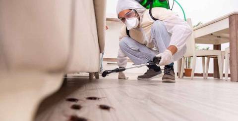 Pest Control Service Pest Control Service