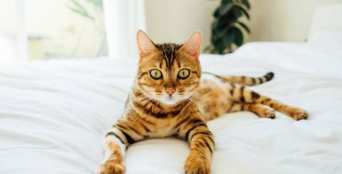 cat-summer-staycation cat-summer-staycation
