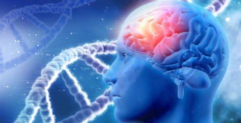 Brain Nutrients