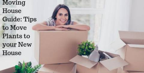 Moving House Guide: Tips to  Move Plants to your new house