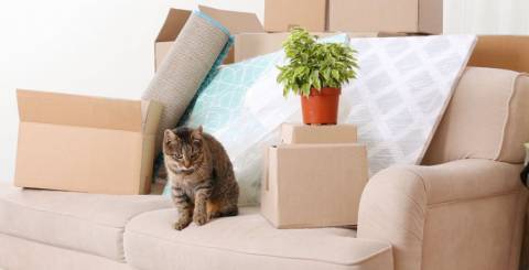 moving with cat