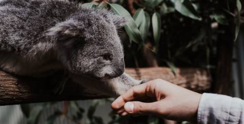 koala love animals
