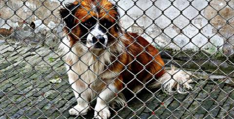 Top Reasons Why Your Dog Needs a Dog Mesh Top Reasons Why Your Dog Needs a Dog Mesh