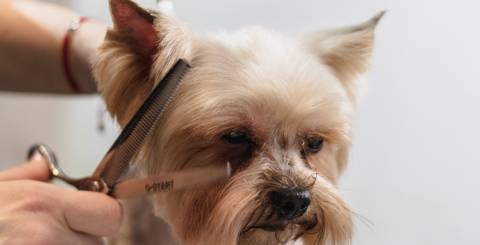 dog grooming dog grooming