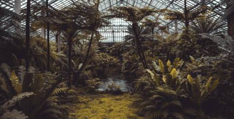 greenhouse