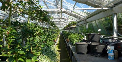 greenhouse greenhouse