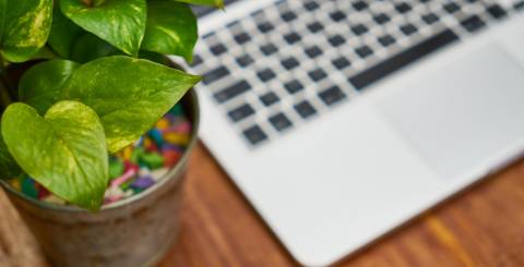 Moving in with an office plant flowerpot