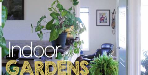 How to Décor Your Home with Indoor Plants