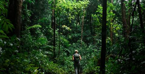 Hiking in rainforest Rainforest