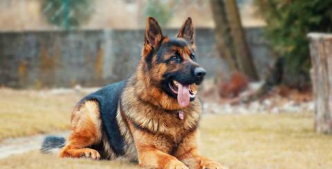 german shepard dog